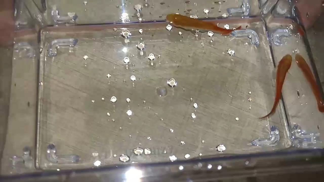 养的谁啊？(´▽`ʃ♡ƪ)