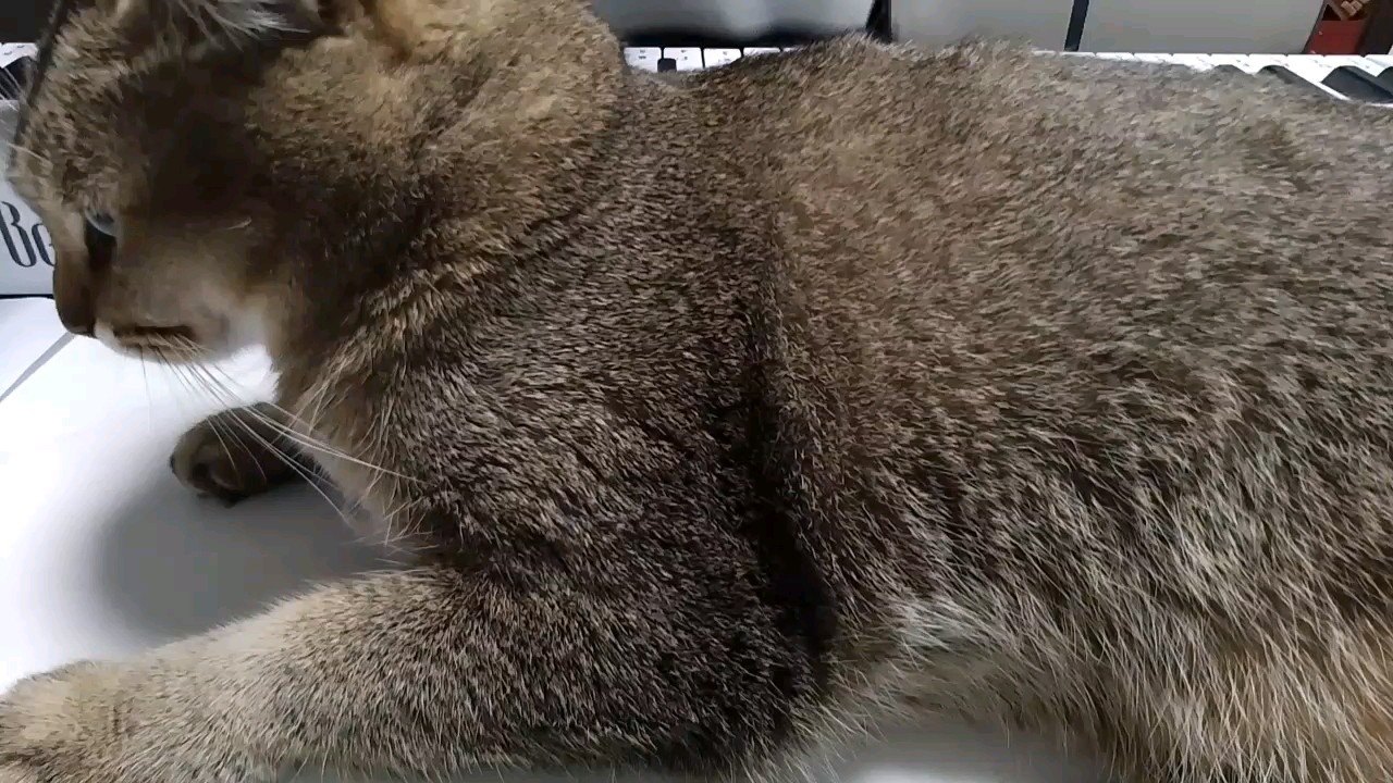 有点电子杂音。将就着听，不喜勿喷。这只猫是乱进的，不用管。弹的不太好。右手弹