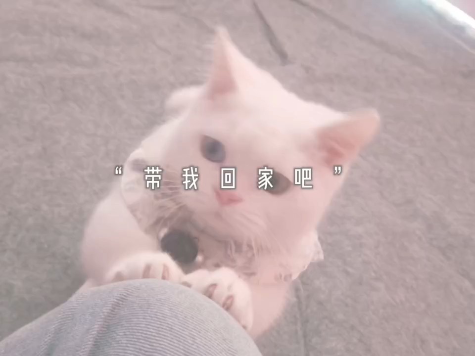带我回家吧