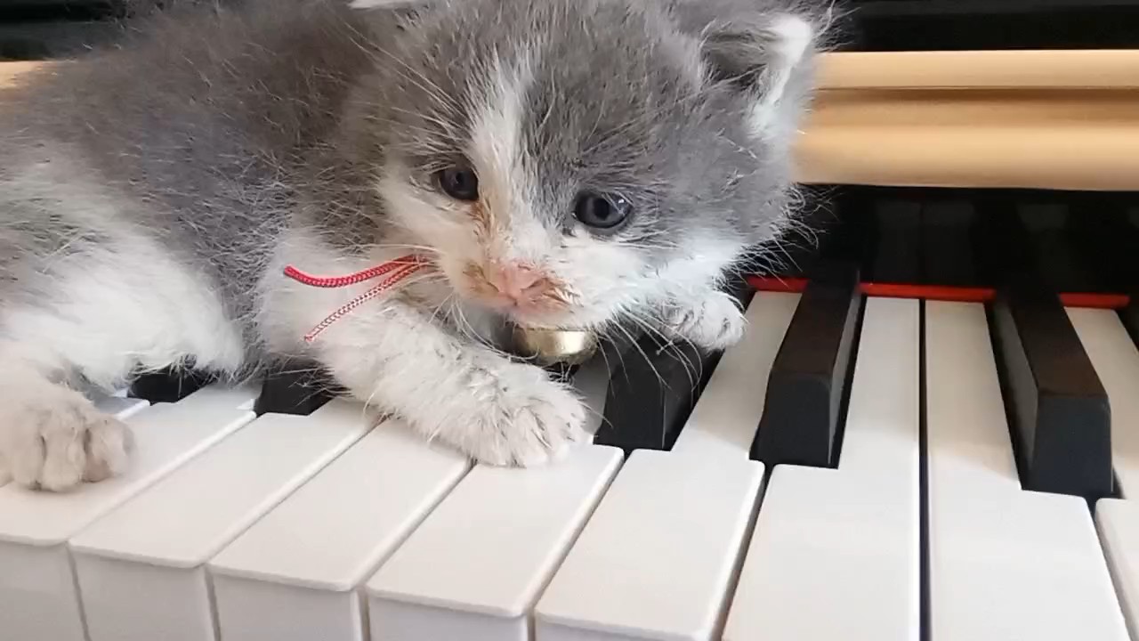 我的小猫咪🐱