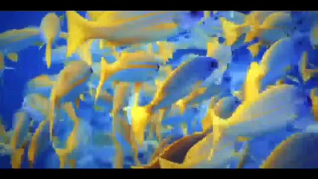美丽动人的鱼准不爱呢？