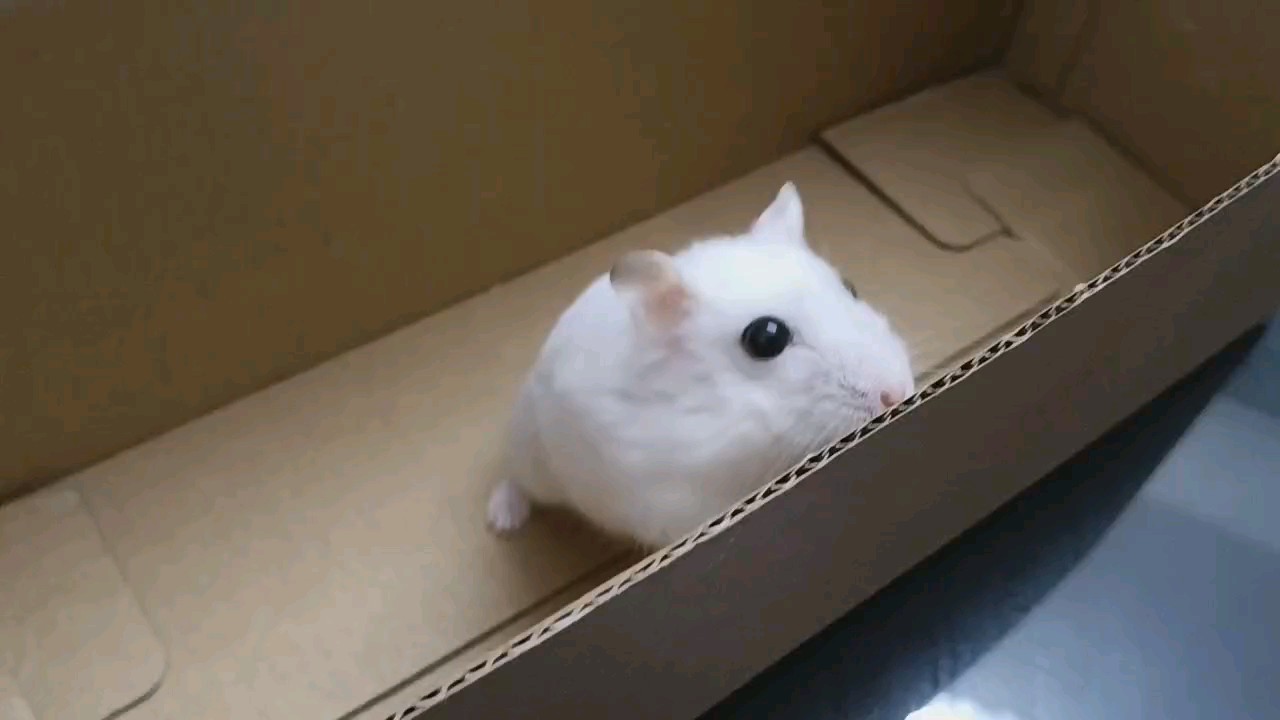 小鼠