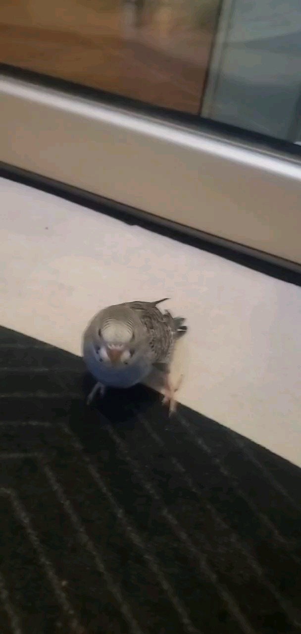 鸟